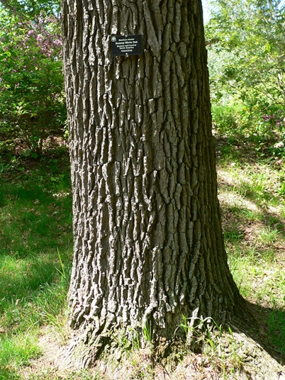 {Quercus bicolor}